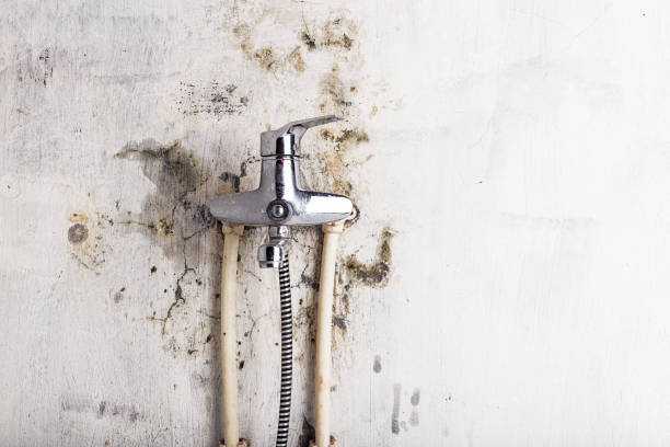 Best Black Mold Removal  in Childersburg, AL