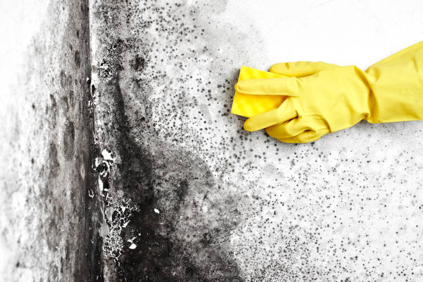 Best Local Mold Removal Service  in Childersburg, AL