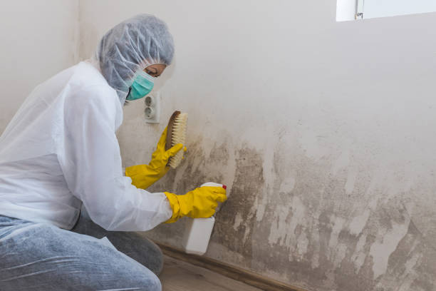 Attic Mold Removal in Childersburg, AL