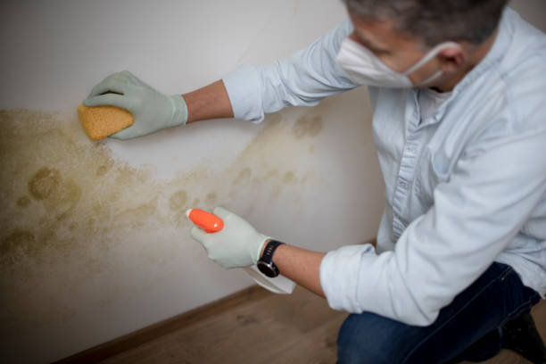 Best Affordable Mold Removal  in Childersburg, AL