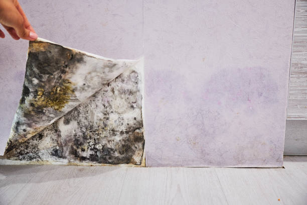 Best Mold Cleaning Services  in Childersburg, AL
